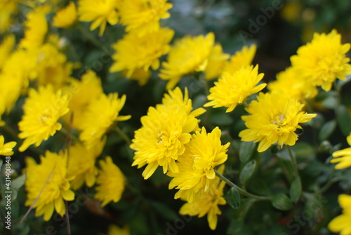 Foto Chrysanthemum is the representative flower of autumn.