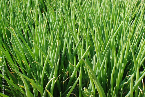 spring onion is widely used as a food ingredient