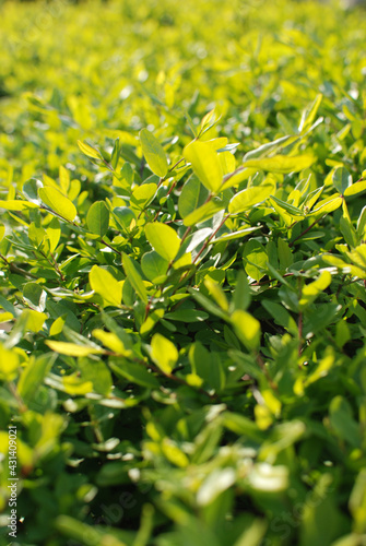 Plant a privet and use it as a fence