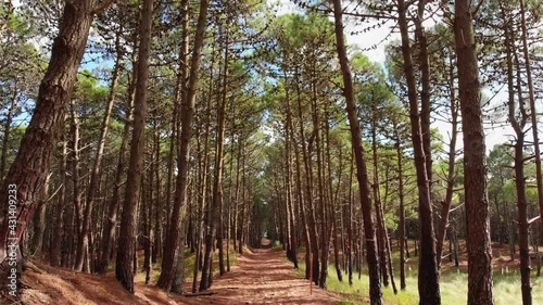 trees in the forest. trees in the woods. bosque. argentina. pinamar. buenos aires. 4k. ultra hd.