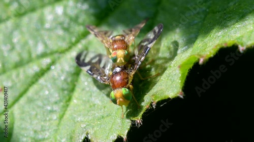Celery Leaf Mining Fly, Celery Fly, Hogweed Picture-Wing Fly, Euleia heraclei - pair during copulation photo