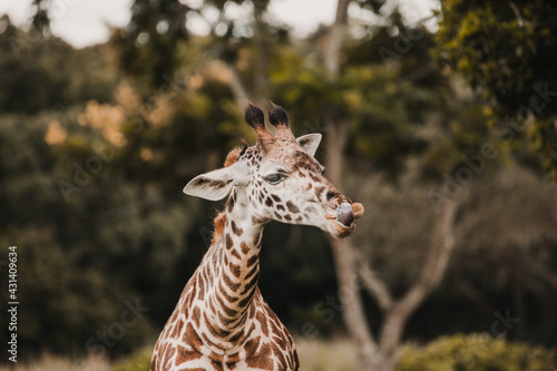 Photography portrait of a giraffe