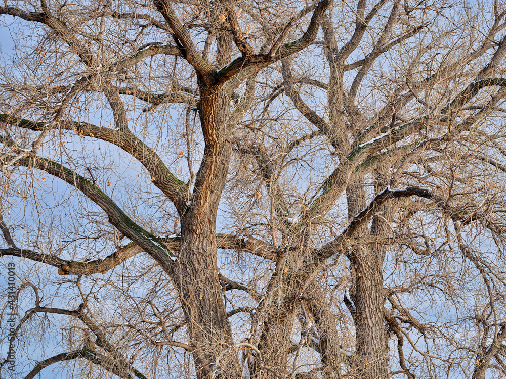 Giant cottonwood tree without leaves in early spring, a native tree to Colorado Plains, also the State tree of Wyoming, Nebraska, and Kansas Giant cottonwood tree without leaves in early spring, a native tree to Colorado Plains, also the State tree of Wyoming, Nebraska, and Kansas