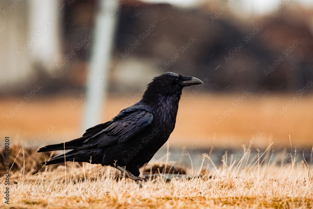 Fototapeta premium raven on the ground