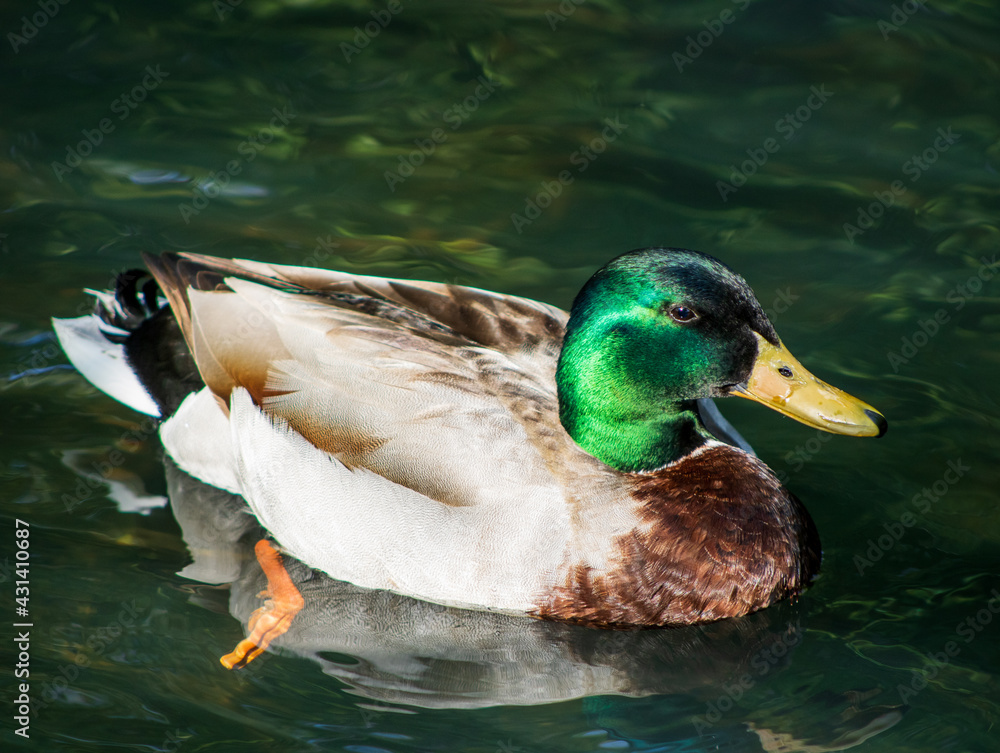 Obraz premium duck on the water