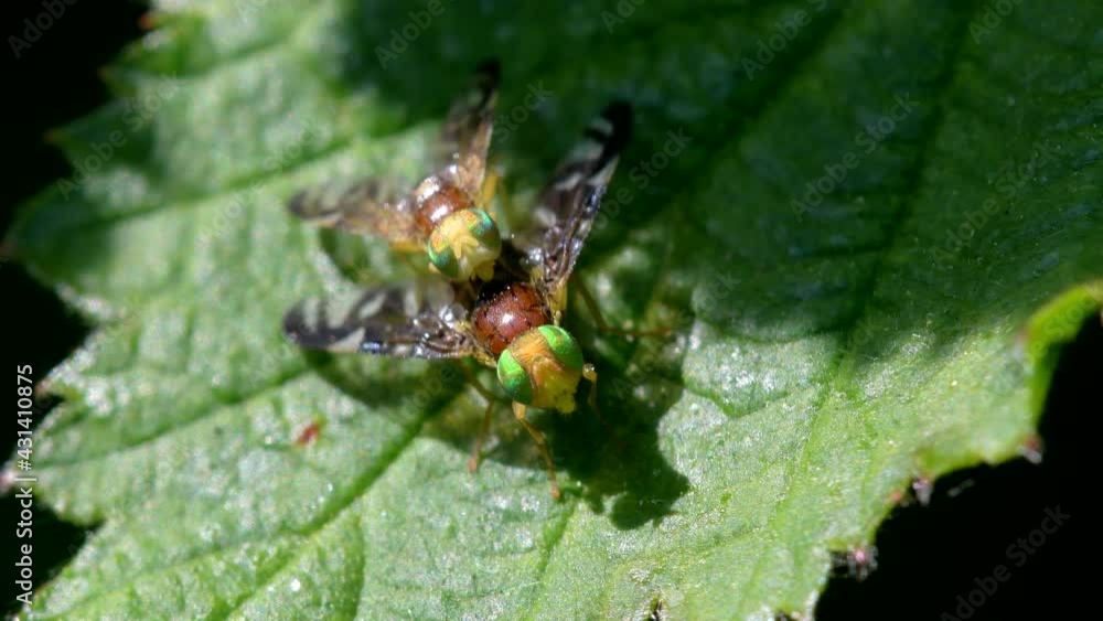 Celery Leaf Mining Fly, Celery Fly, Hogweed Picture-Wing Fly, Euleia heraclei - pair during copulation Celery Leaf Mining Fly, Celery Fly, Hogweed Picture-Wing Fly, Euleia heraclei - pair during copulation