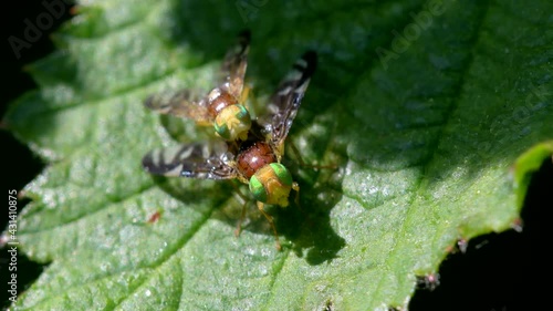 Celery Leaf Mining Fly, Celery Fly, Hogweed Picture-Wing Fly, Euleia heraclei - pair during copulation photo