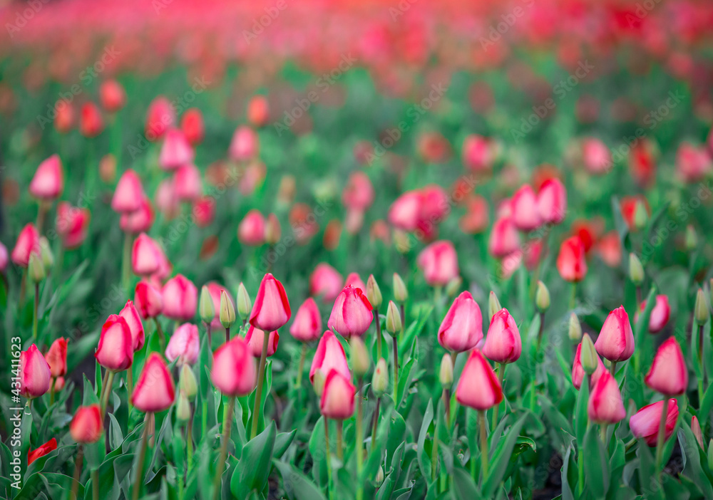Naklejka premium Kwitnące tulipany