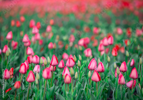 Kwitnące tulipany