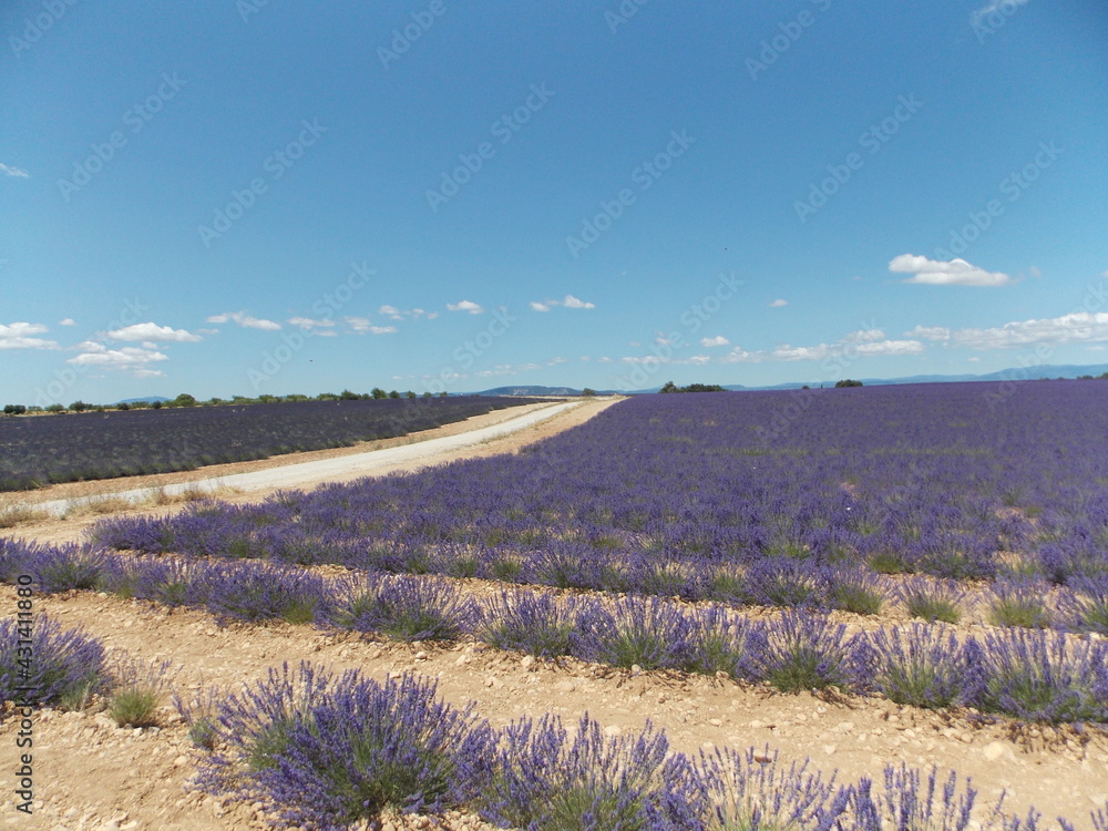 Fototapeta premium lavande