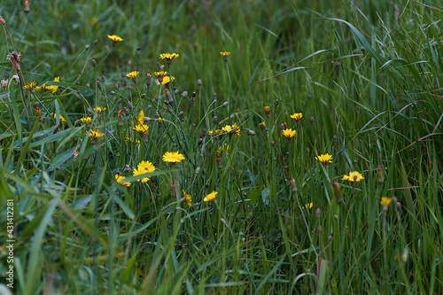 yellow dandelions in the grass