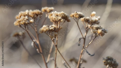 Wallpaper Mural A branch of a dry wildflower with sharp petals and small inflorescences on a spring sunny day, close-up. Natural dried flowers. Torontodigital.ca