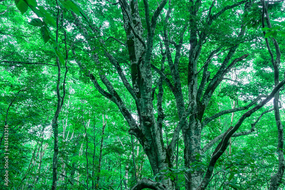 Obraz premium 緑の葉が生い茂る初夏のブナの森