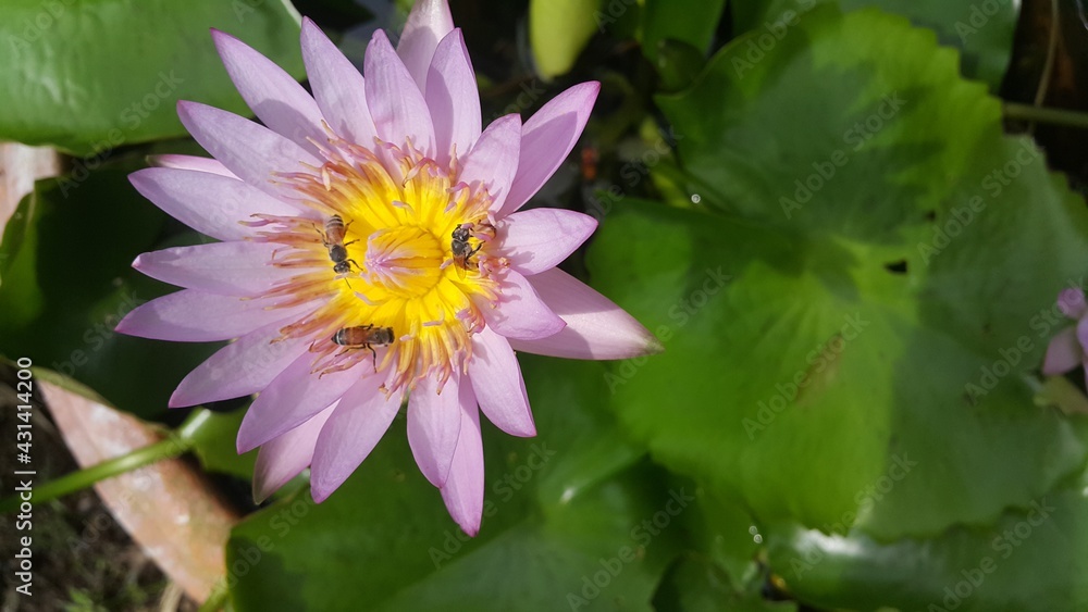 Picture of a pale pink lotus flower with yellow pollen and bees pollinating the pollen. Picture of a pale pink lotus flower with yellow pollen and bees pollinating the pollen.