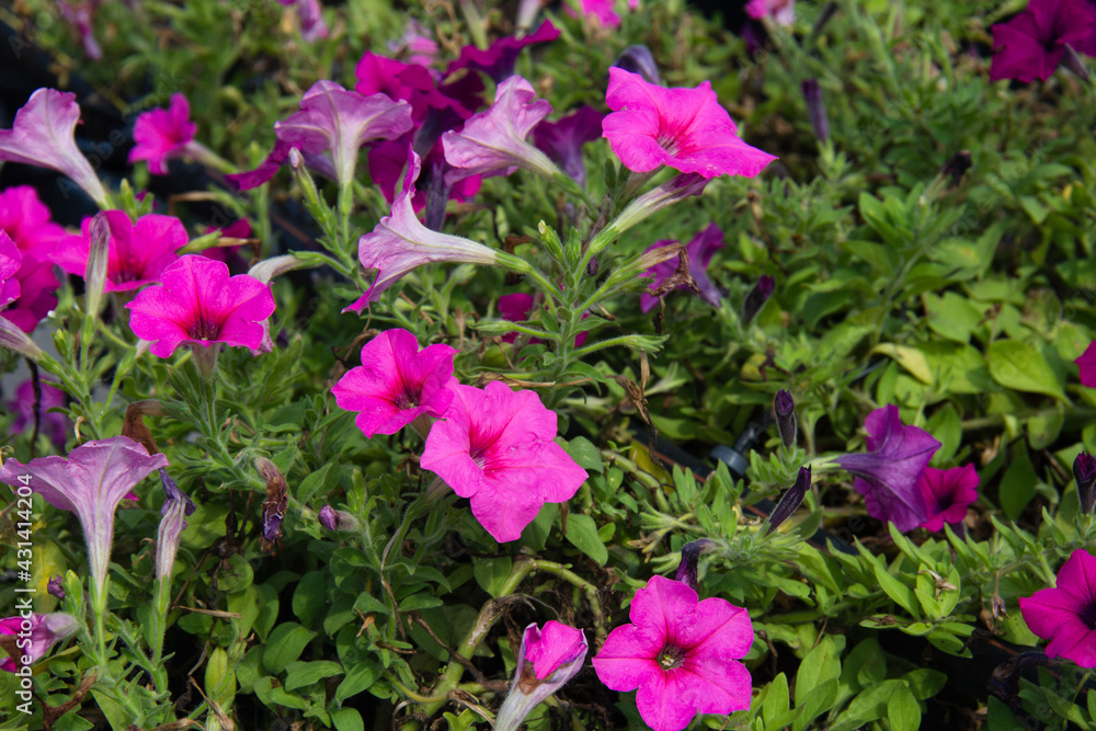 Flowers blooming in the garden Flowers blooming in the garden