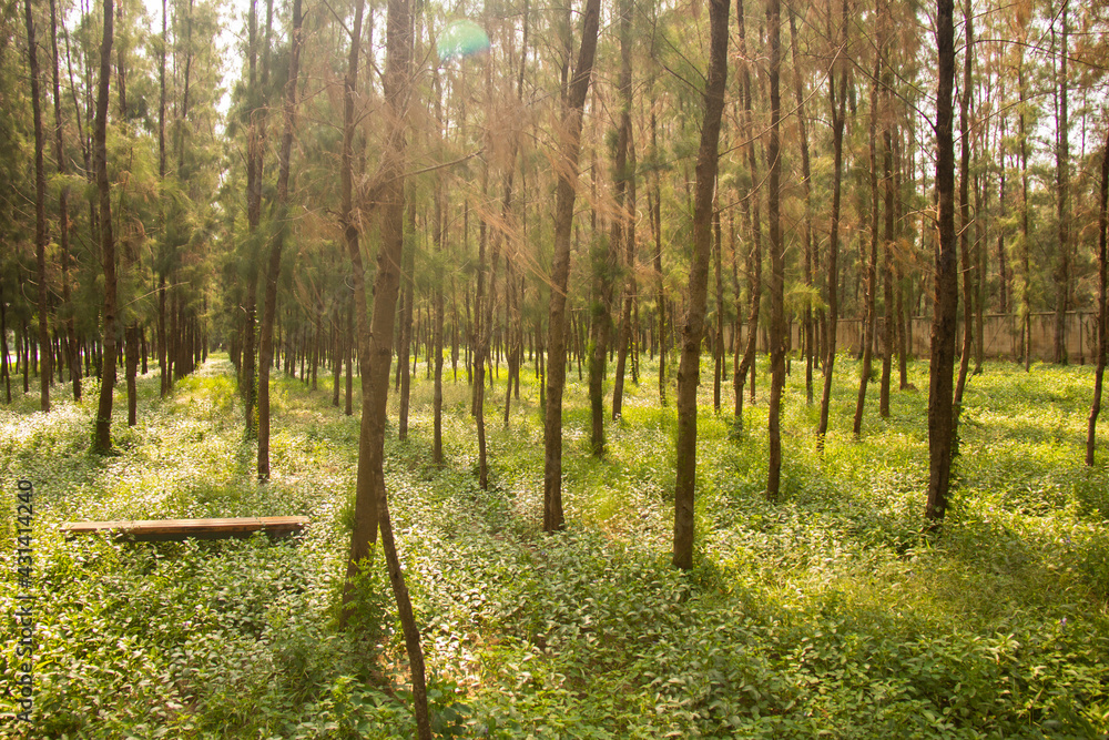 Obraz premium Sunlight and lectures in the forest