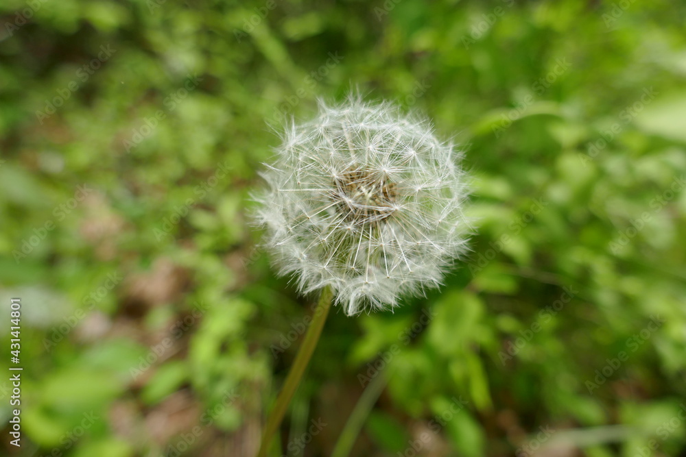 Dandelion seed head for air propagation