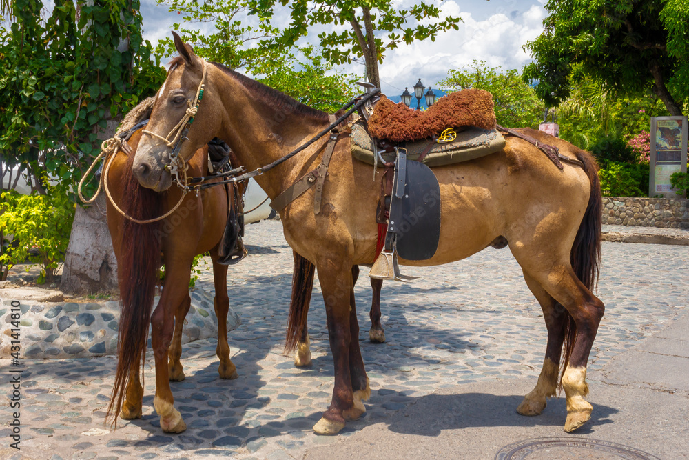 Beautiful brown horse in the street Beautiful brown horse in the street