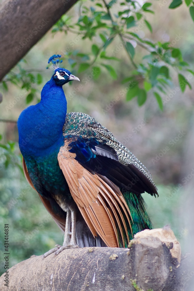 peacock in the garden