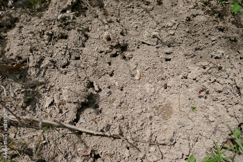 Large ant colony with multiple entrances and exits