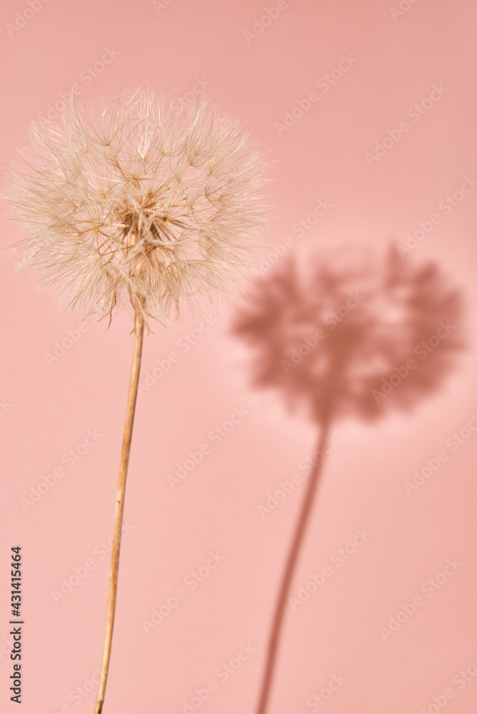 custom made wallpaper toronto digitalFluffy dandelion flower on pink background