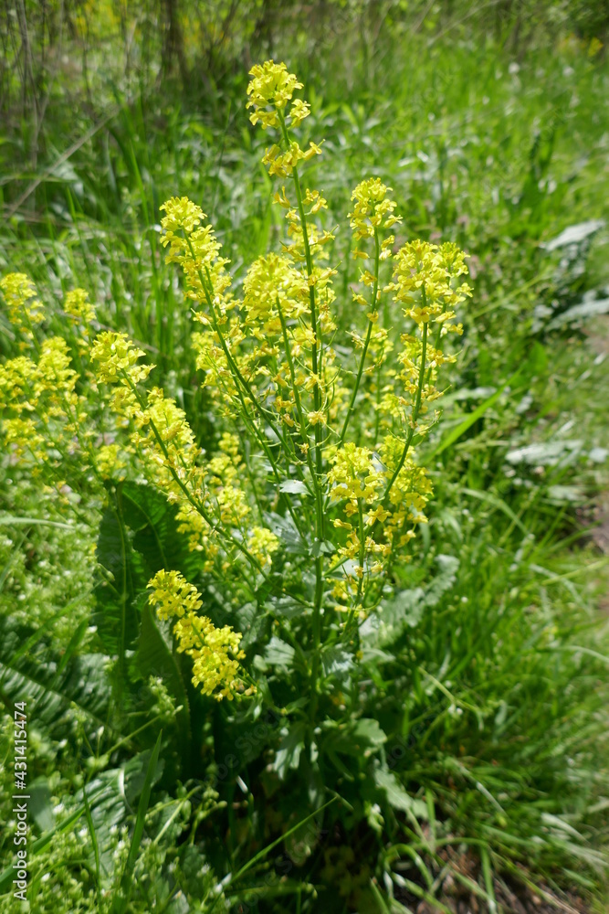 Cluster of small yellow flowers in lush green background Cluster of small yellow flowers in lush green background