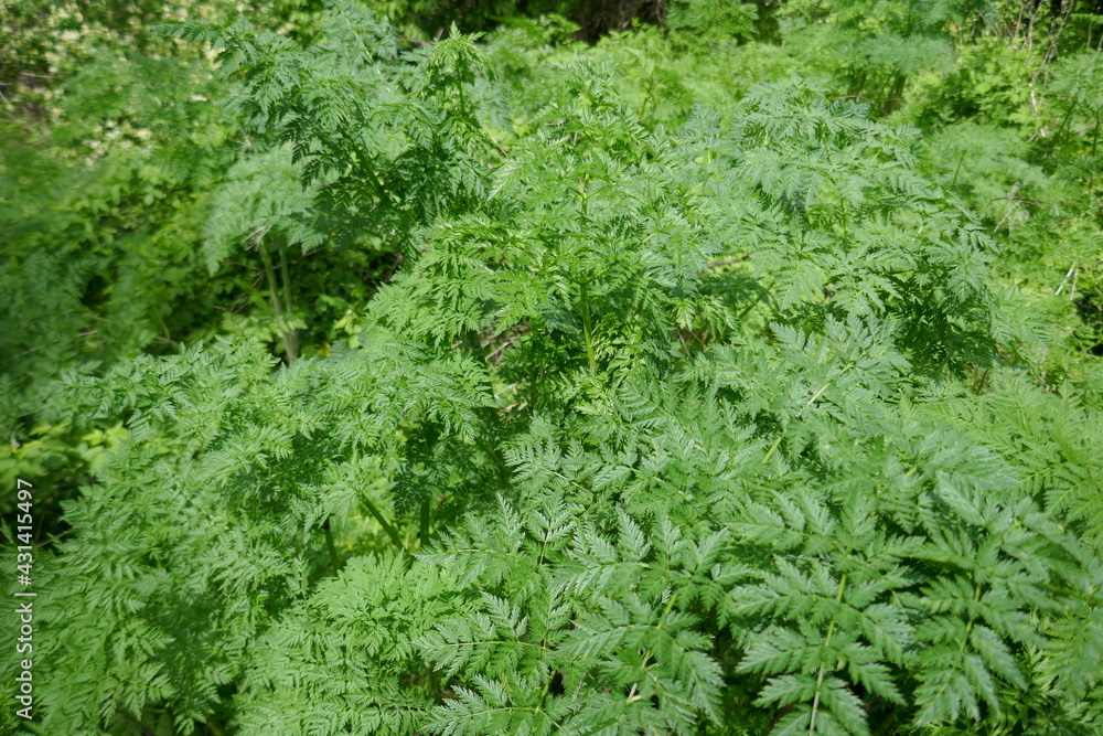Poison Hemlock plant with lush green foliage Poison Hemlock plant with lush green foliage