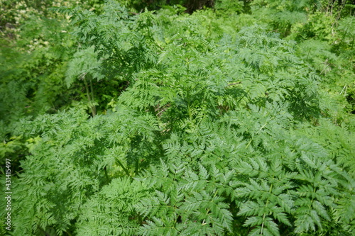 Poison Hemlock plant with lush green foliage