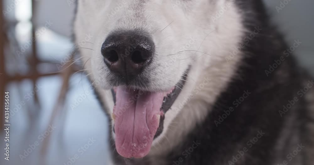 Open mouth of husky dog breathing with tongue out Open mouth of husky dog breathing with tongue out