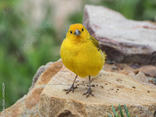 Photograph of a yellow canary in nature. Crithagra flaviventris photo