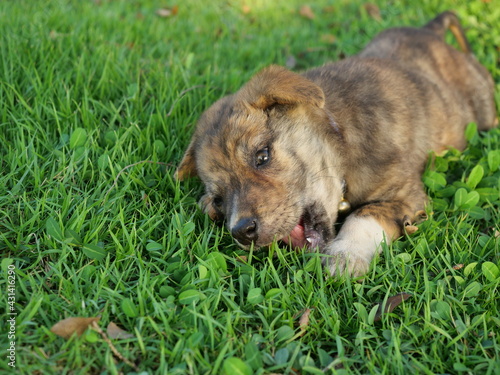 The brown cute puppy left the body on the green lawn, Baby dog on grass land, The mischievous behavior of childhood pets