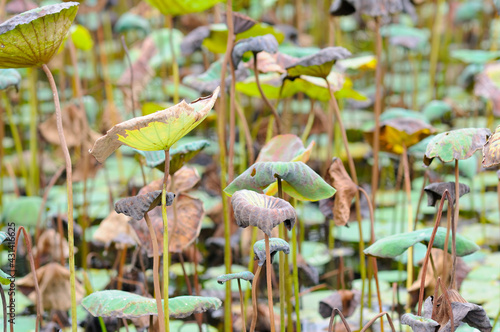 Withered Lily Pads