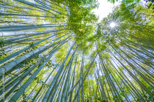 京都 嵐山 竹林