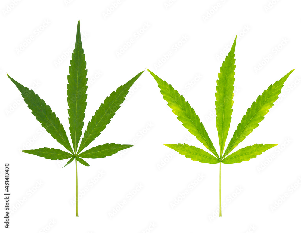 Marijuana fresh green leaf of full grown Hemp Cannabis isolated on white background. Growing medical marijuana. Marijuana fresh green leaf of full grown Hemp Cannabis isolated on white background. Growing medical marijuana.