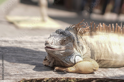 iguanas are sunbathing and relaxing on wood