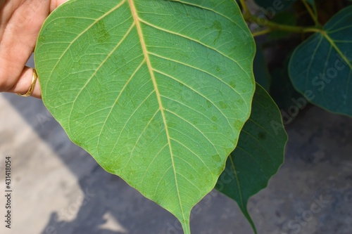 The leaves of the Bodhi tree  bo tree  Pipal Tree  Peepul tree  Sacred tree  Sacred fig Tree  closeup