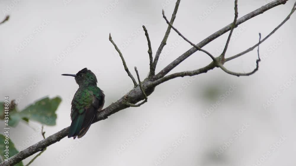 Close up static shot of Female Jacobin hummingbird happily chirping away. Close up static shot of Female Jacobin hummingbird happily chirping away.