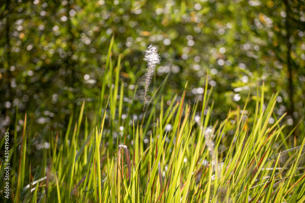 blades of grass in the morning blades of grass in the morning