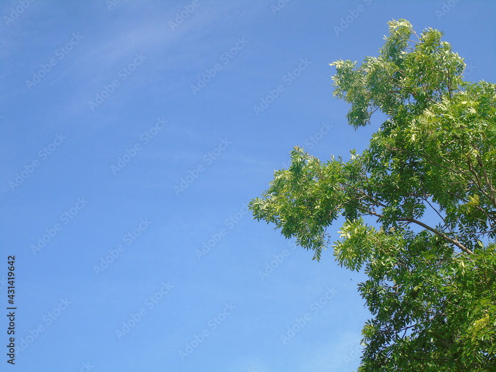 Clear blue sky and green branches Clear blue sky and green branches