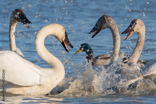 Flock of tundra trumpeter swans seen fighting in northern Canada while swimming in open water during migration to Alaska. Large white, arctic birds in wilderness, wild outdoors area on Marsh Lake, CA.