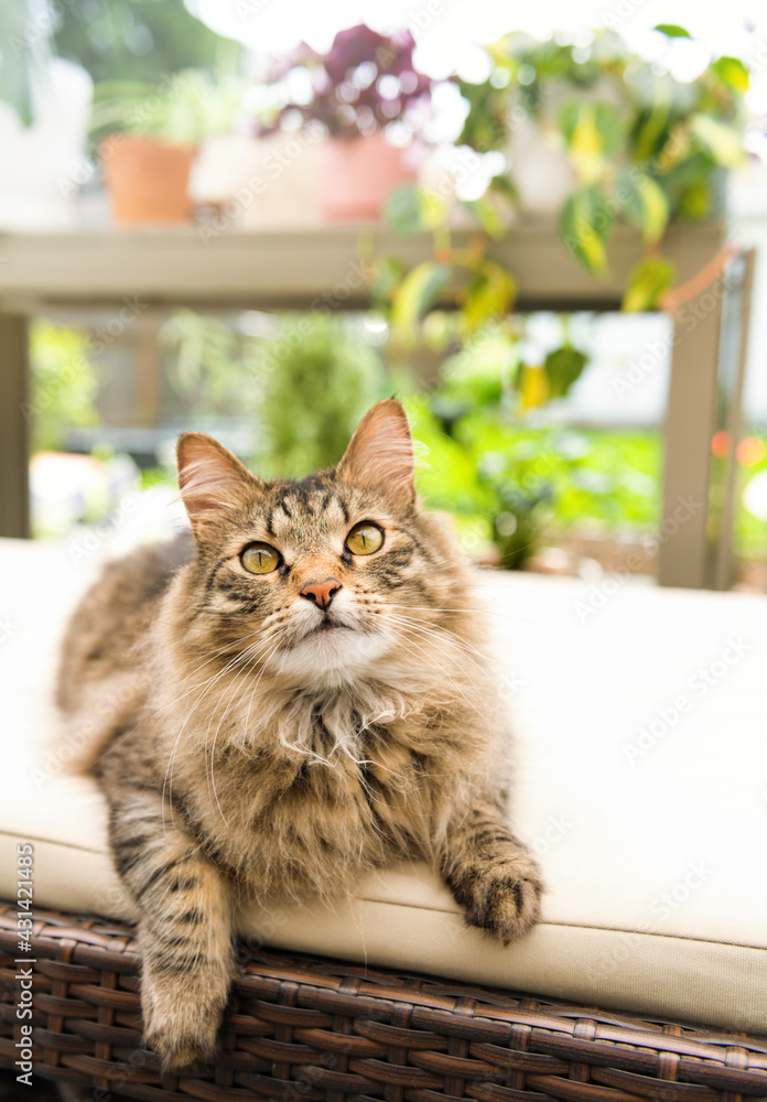 Long Haired Tabby Cat Enjoying Being Outside on Warm Summer Day Long Haired Tabby Cat Enjoying Being Outside on Warm Summer Day
