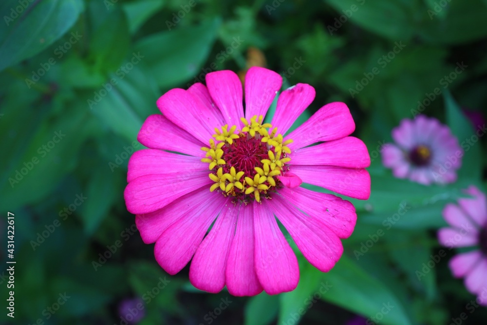 Obraz premium The beauty of pink flowers blooming in the outdoor garden