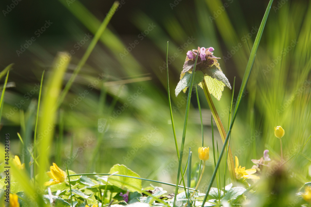 close up of a deadnettle in springtime