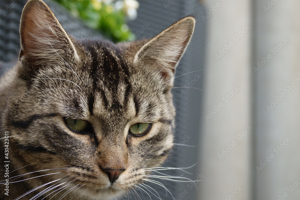 portrait photo of a gray tabby domestic cat