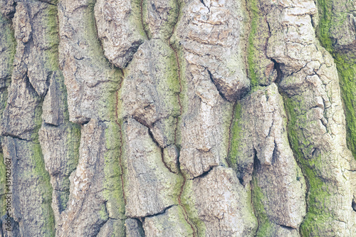 background of large tree bark