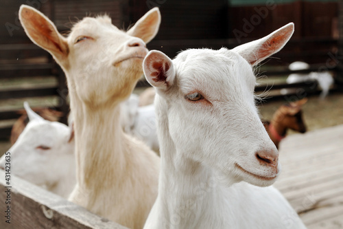 Portrait of a goats on a farm in the spring.
