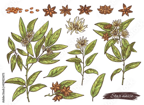 Anise plant parts set with anise stars, engraving vector illustration isolated.