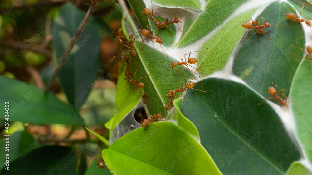 Naklejka premium Red ants on the green leaves