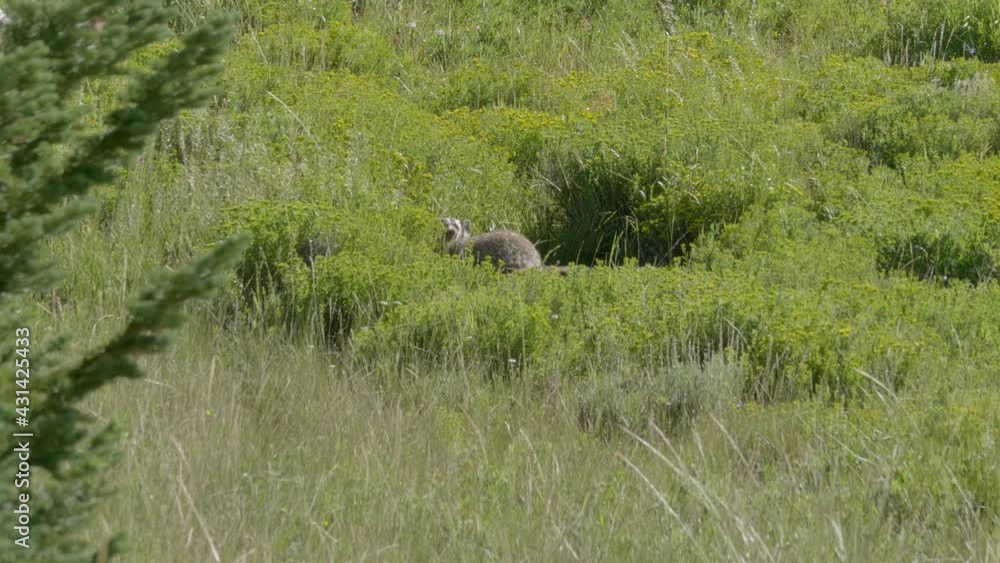 Two cautious badgers go down into their hole