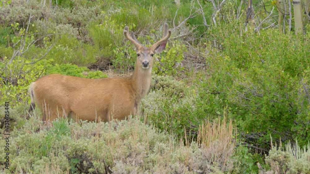 Hungry buck eating a bush then looks over and walks away Hungry buck eating a bush then looks over and walks away